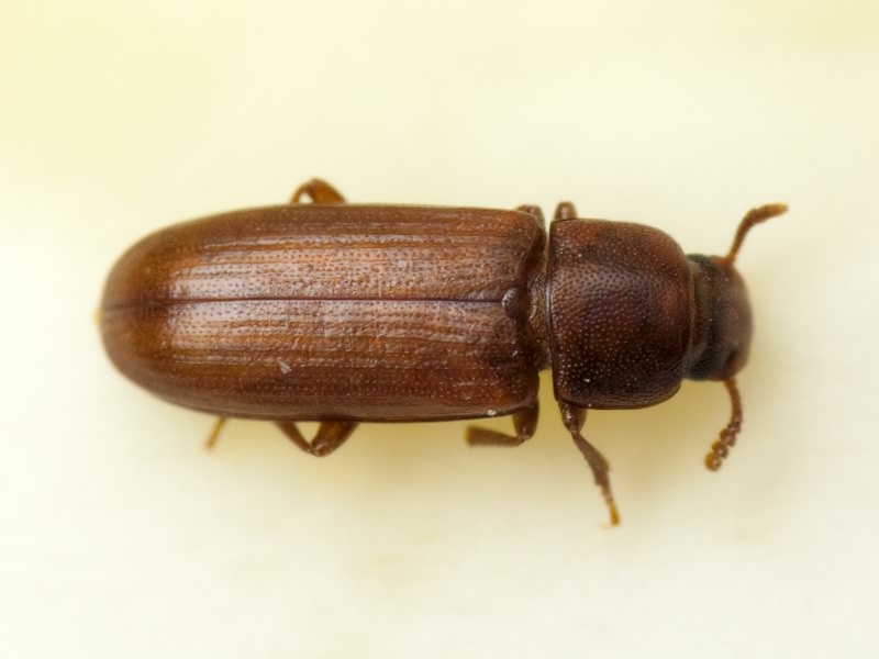 Tribolium castaneum (Herbst, 1797)